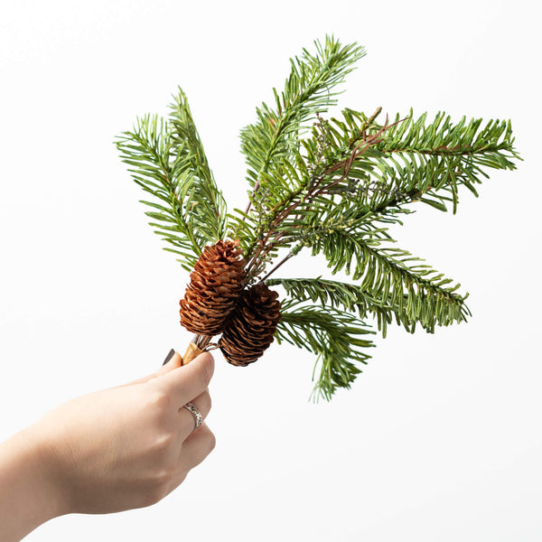 Stem - Pine