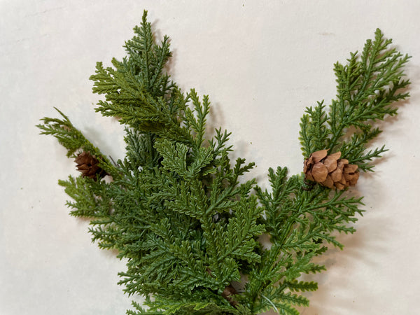 Stem - Cypress